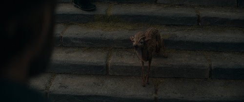 diKn1.jpg