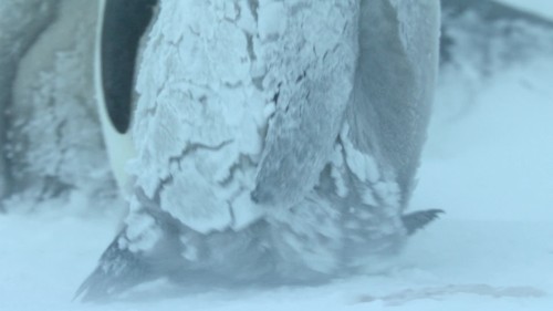 QvRNA1.jpg